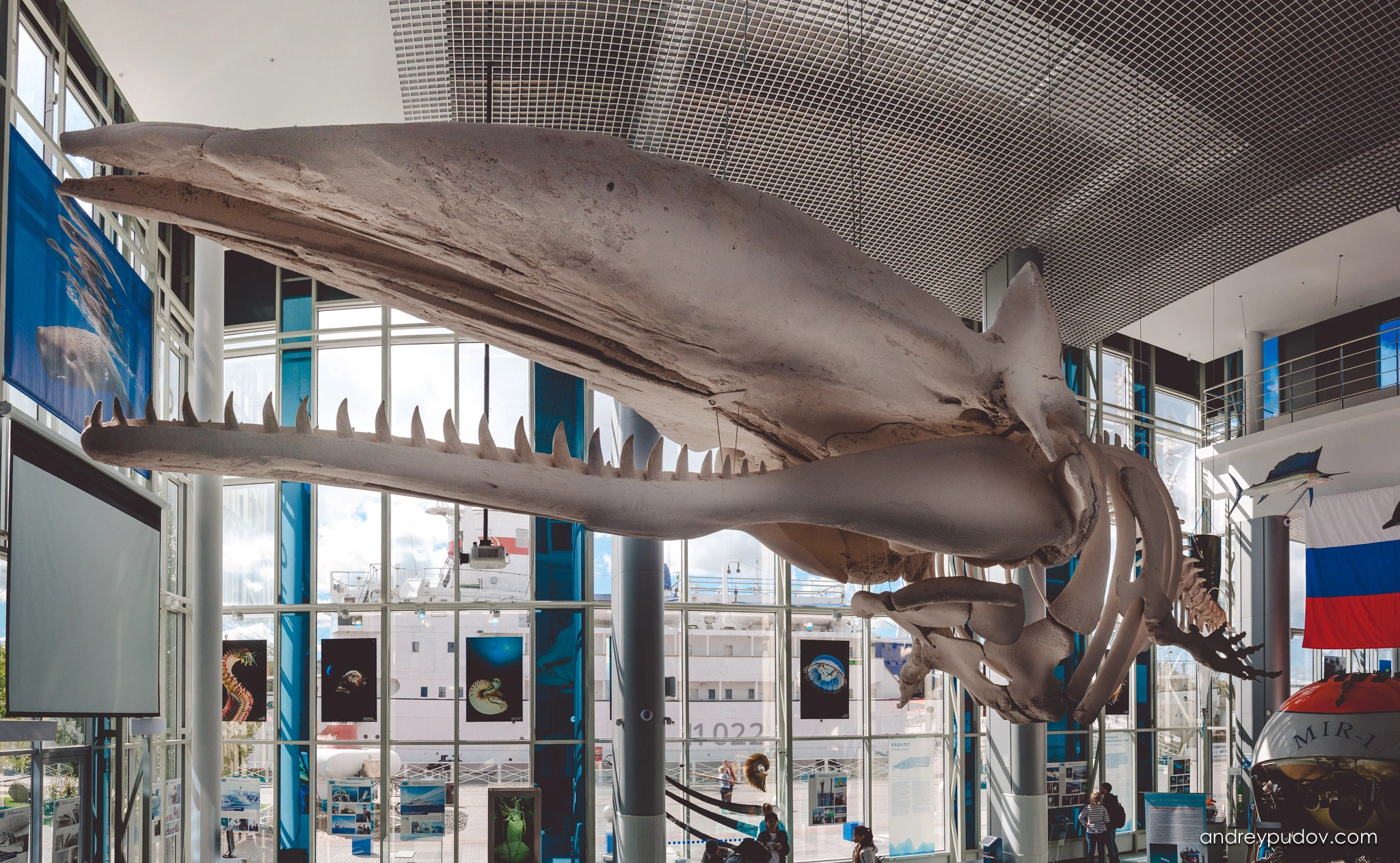 The sperm whale skeleton in the Museum of the World Ocean.